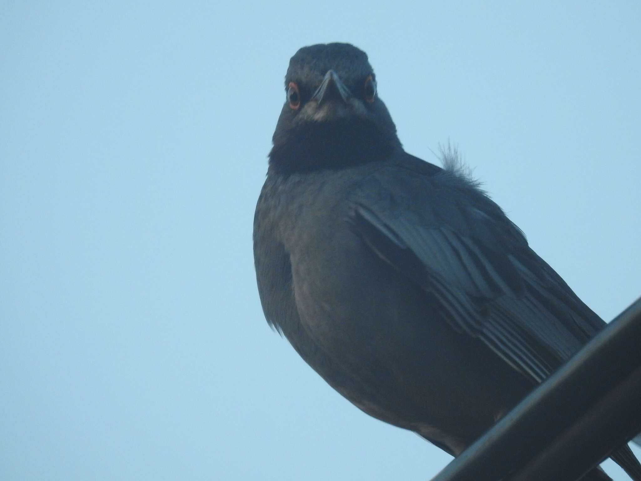 Image of Turdus plumbeus plumbeus Linnaeus 1758