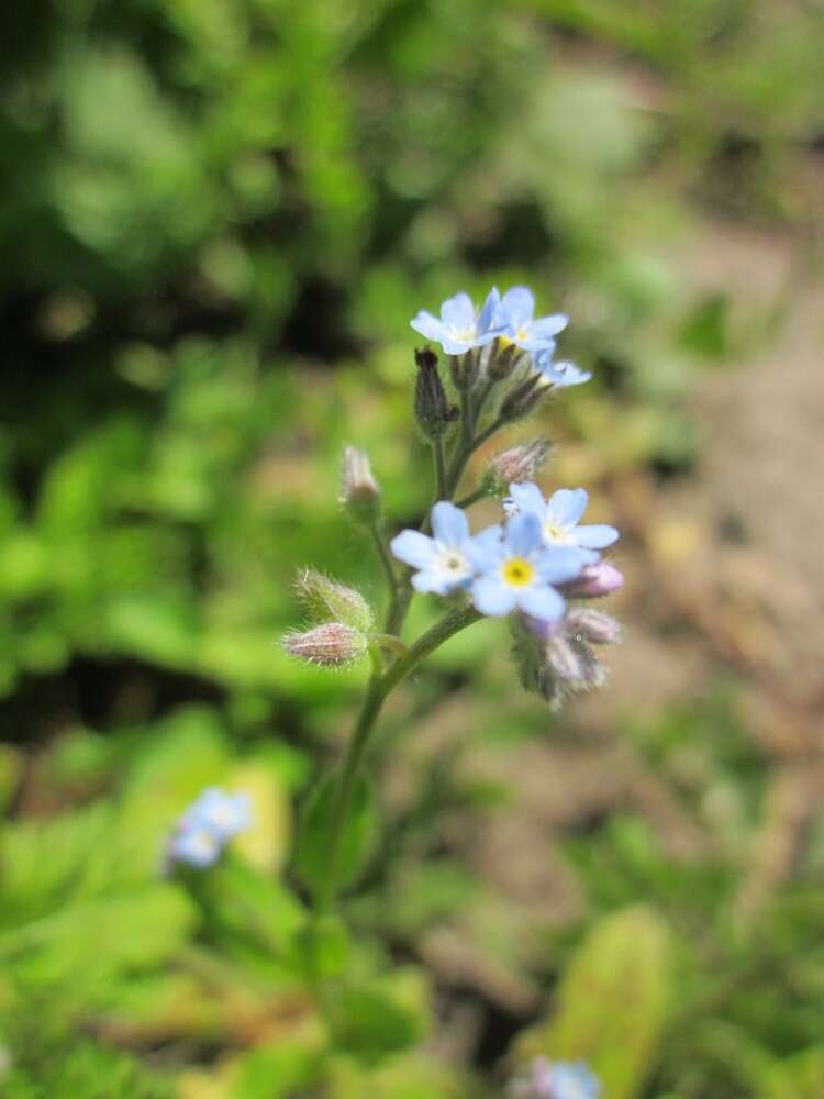 野勿忘草的圖片