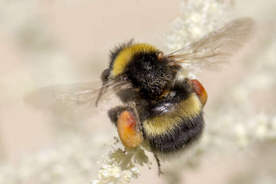 Image of White-tailed bumblebee