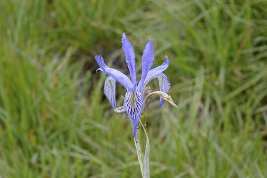 Image of Rocky Mountain iris