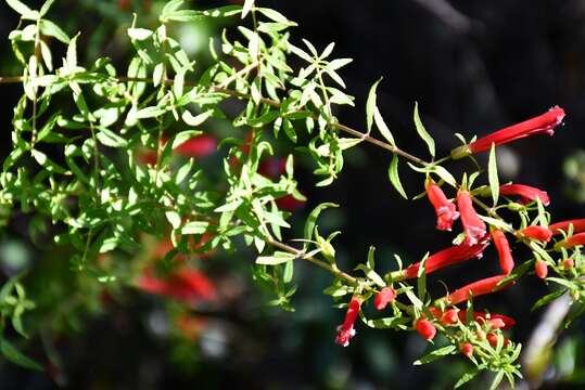 Image of Lamourouxia lanceolata Benth.