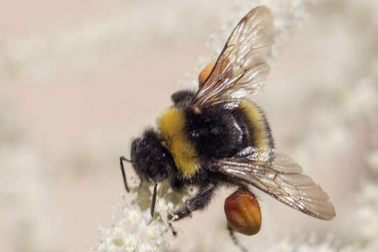 Image of White-tailed bumblebee