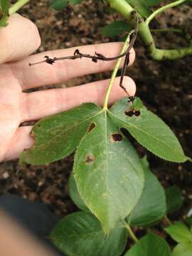 Image of Jatropha hippocastanifolia Croizat