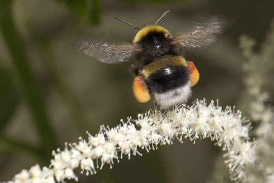 Image of White-tailed bumblebee