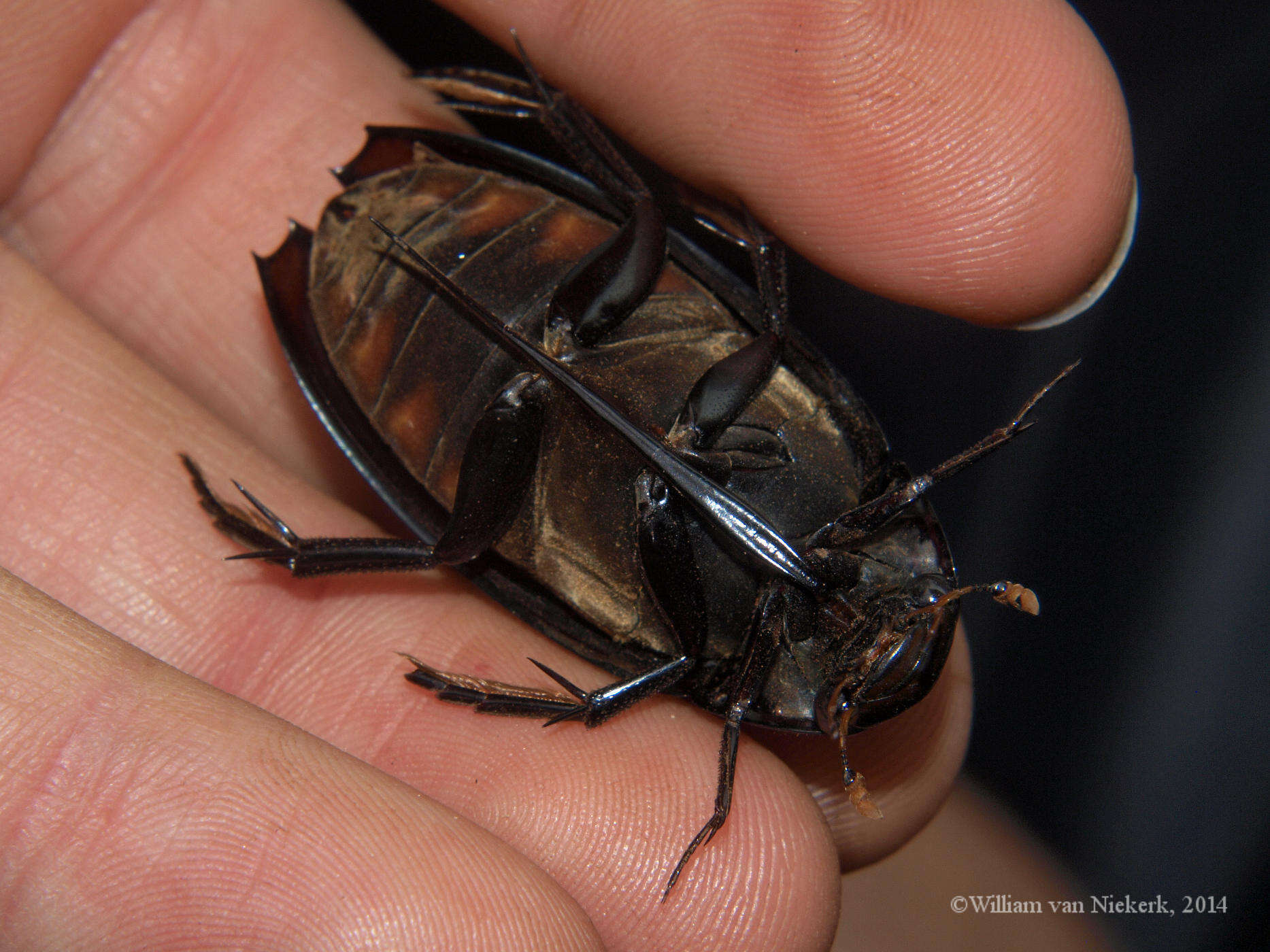 Image of Hydrophilus (Temnopterus) aculeatus (Solier 1834)