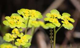 Plancia ëd Chrysosplenium alternifolium L.