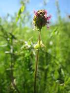 Poterium sanguisorba L.的圖片