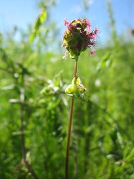 Слика од Poterium sanguisorba L.