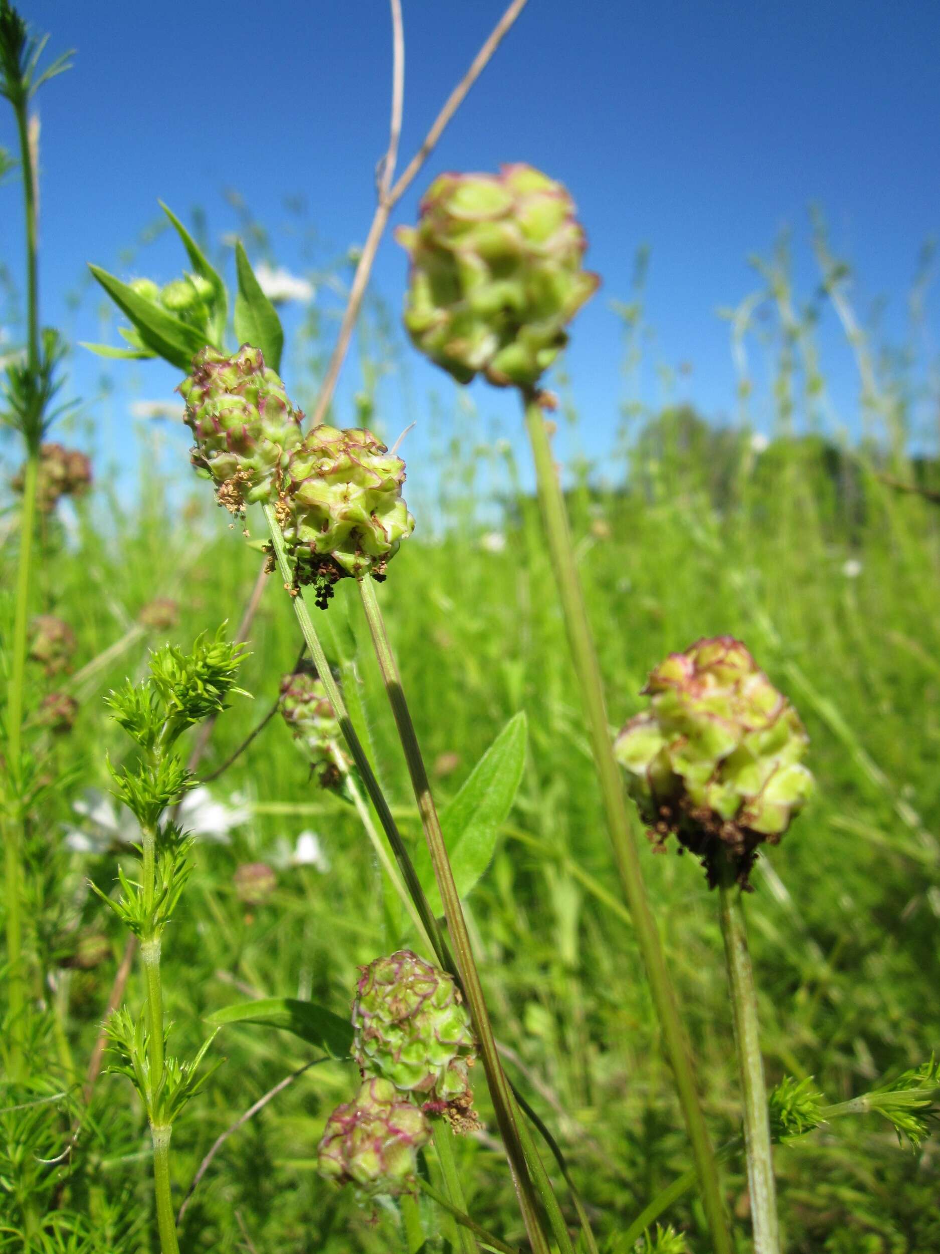 Imagem de Poterium sanguisorba L.