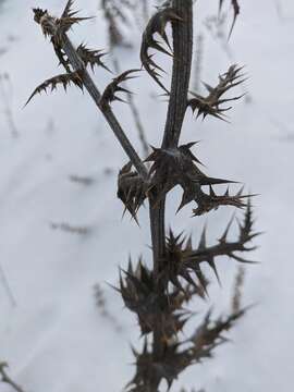 Image of Echinops armatus Stev.