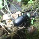 Calosoma (Carabosoma) angulatum Chevrolat 1834的圖片