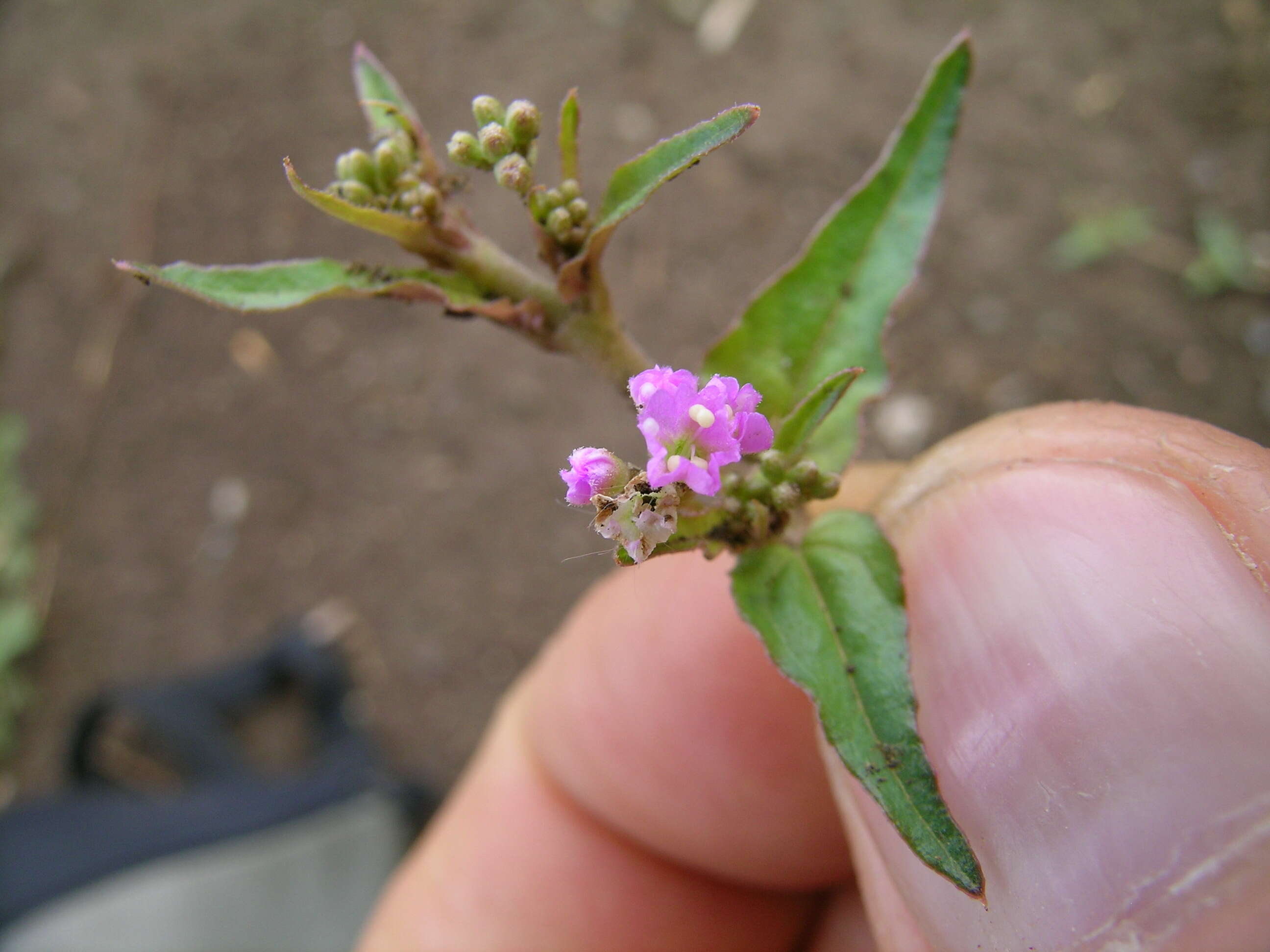 Image de Boerhavia dominii R. D. Meikle & H. J. Hewson