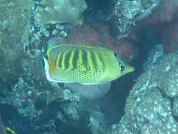 Image of Dot and dash Butterflyfish