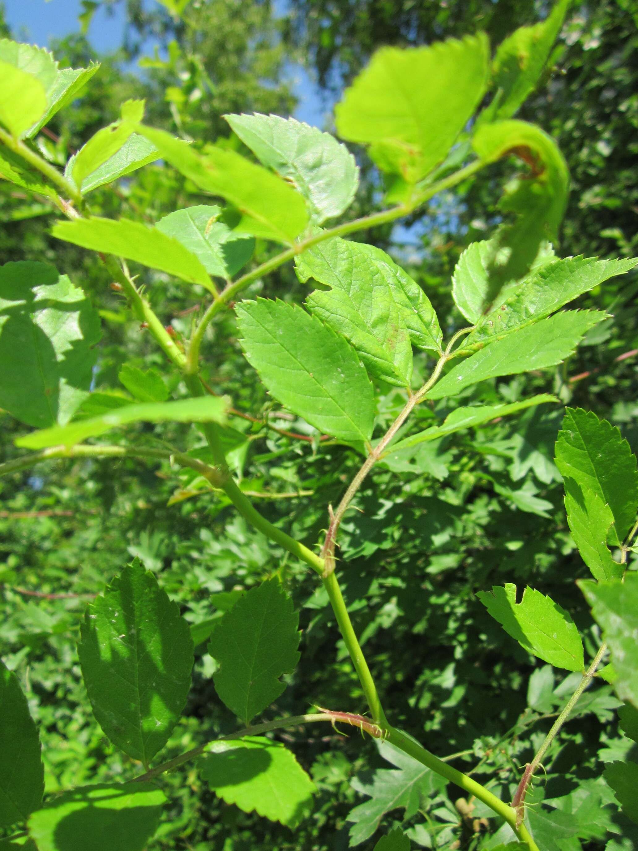 Image de Rosa multiflora Thunb.