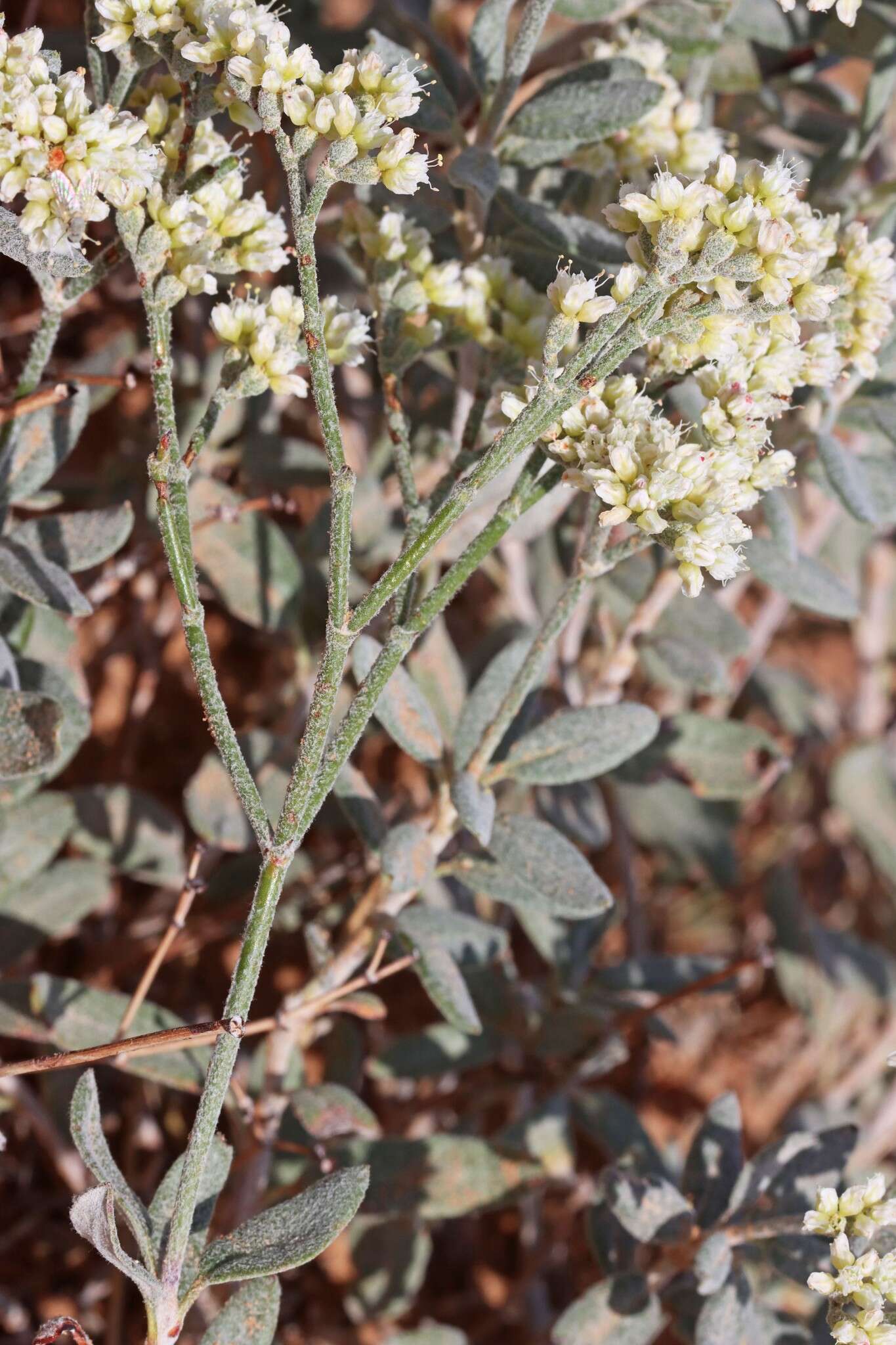 Eriogonum leptocladon var. ramosissimum (Eastwood) Reveal resmi