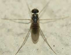 Image of Dactylomyia