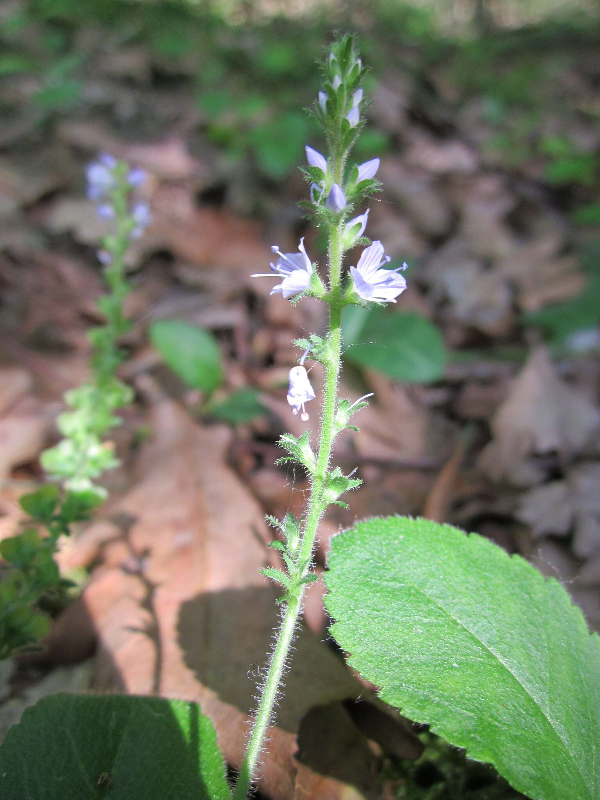 Image of Health Speedwell