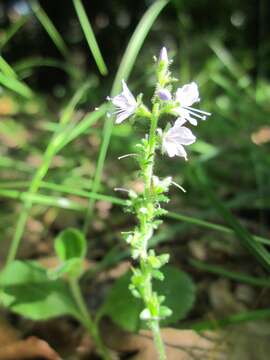 Image of Health Speedwell