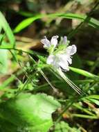 Image of Health Speedwell