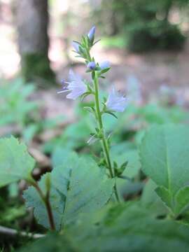 Image of Health Speedwell