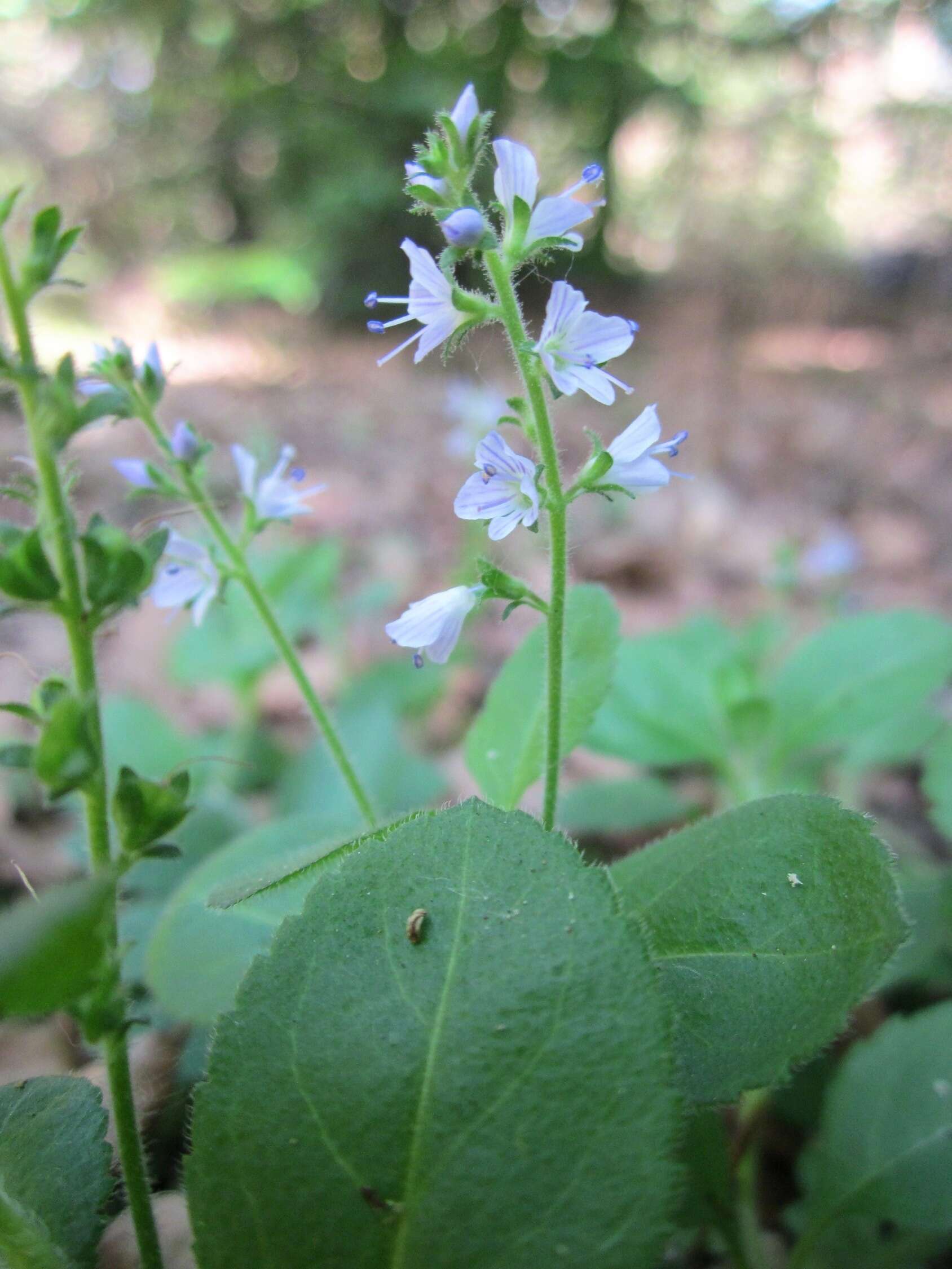 Image of Health Speedwell