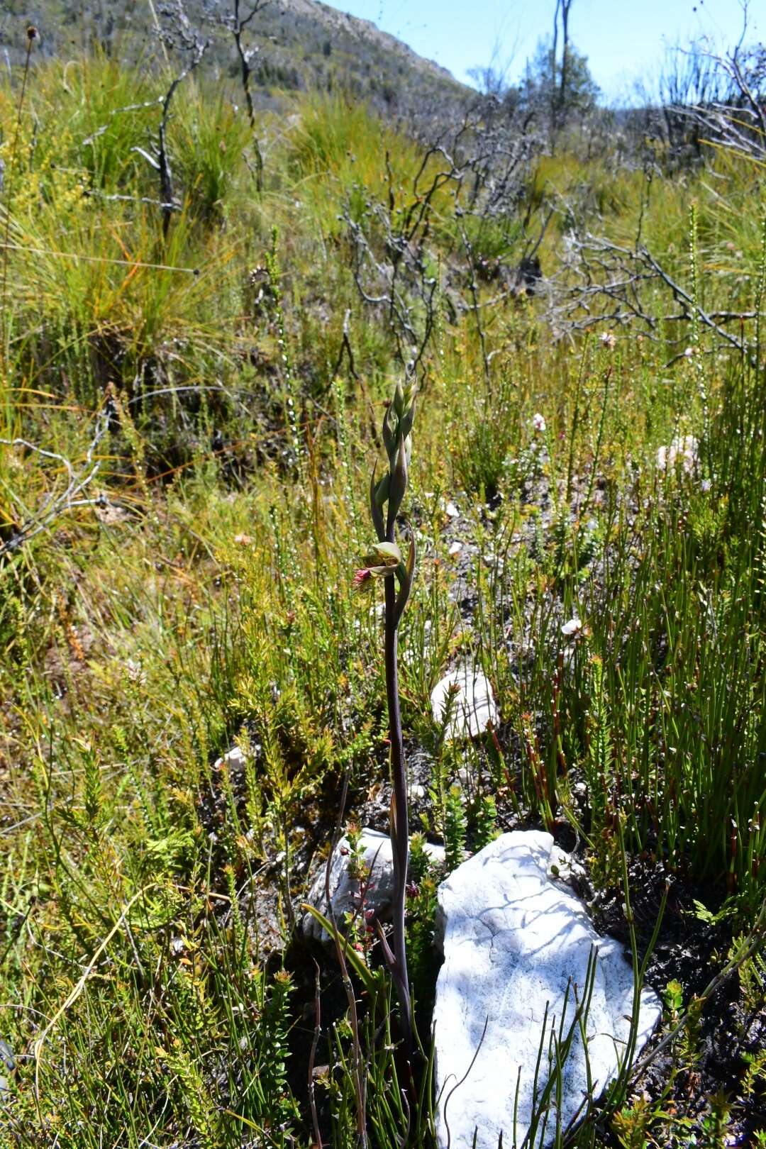 Image of Pale beard orchid