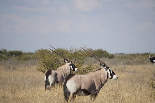 Image of Grazing antelope