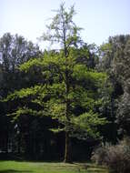 Image of Ginkgoopsida