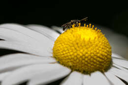 Lasioglossum sordidum (Smith 1853) resmi