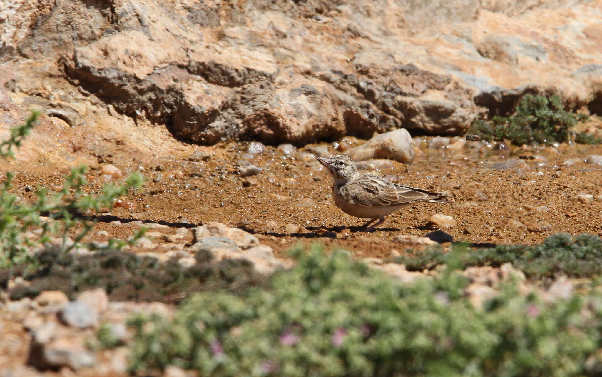 Image of Sclater's Lark