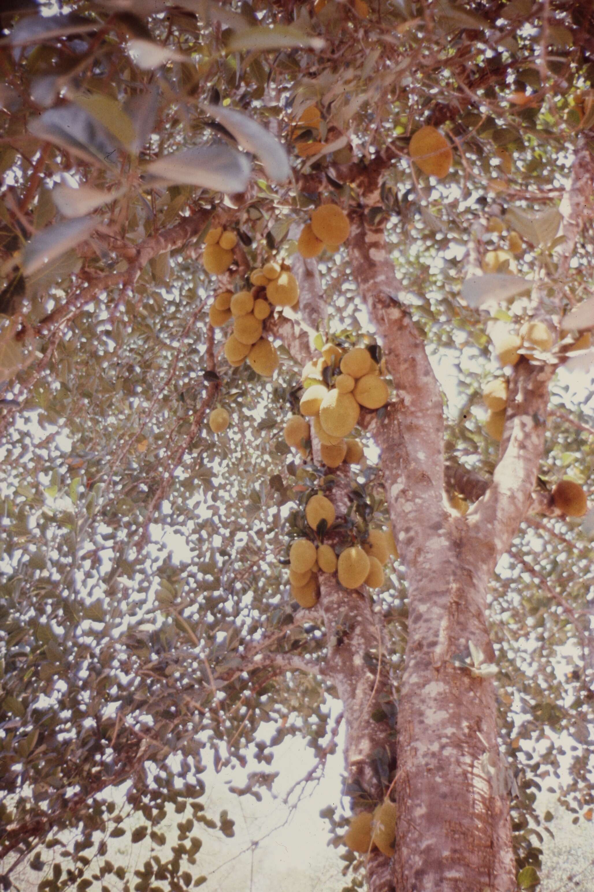 Image of Breadfruit Tree