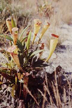 Image of Madagascar pitcher plant