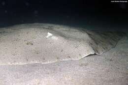 Image of Spiny Butterfly Ray