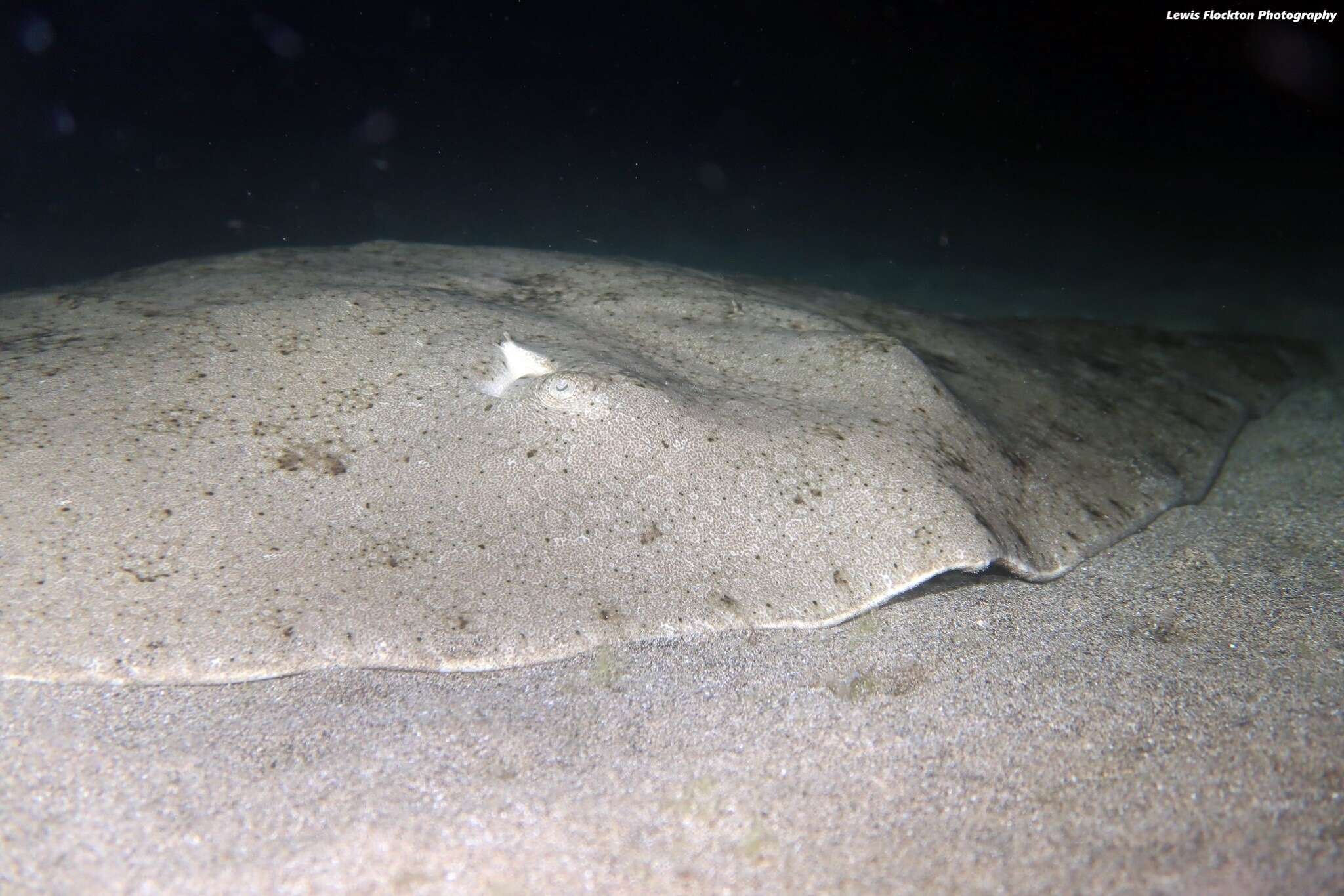 Image of Spiny Butterfly Ray