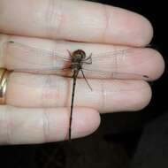 Image de Macrothemis heteronycha (Calvert 1909)