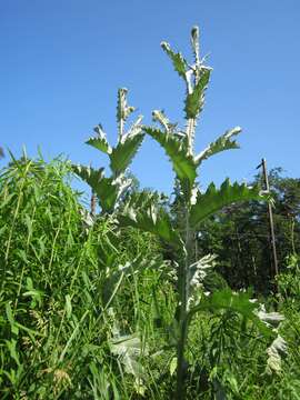 Image of Cotton Thistle