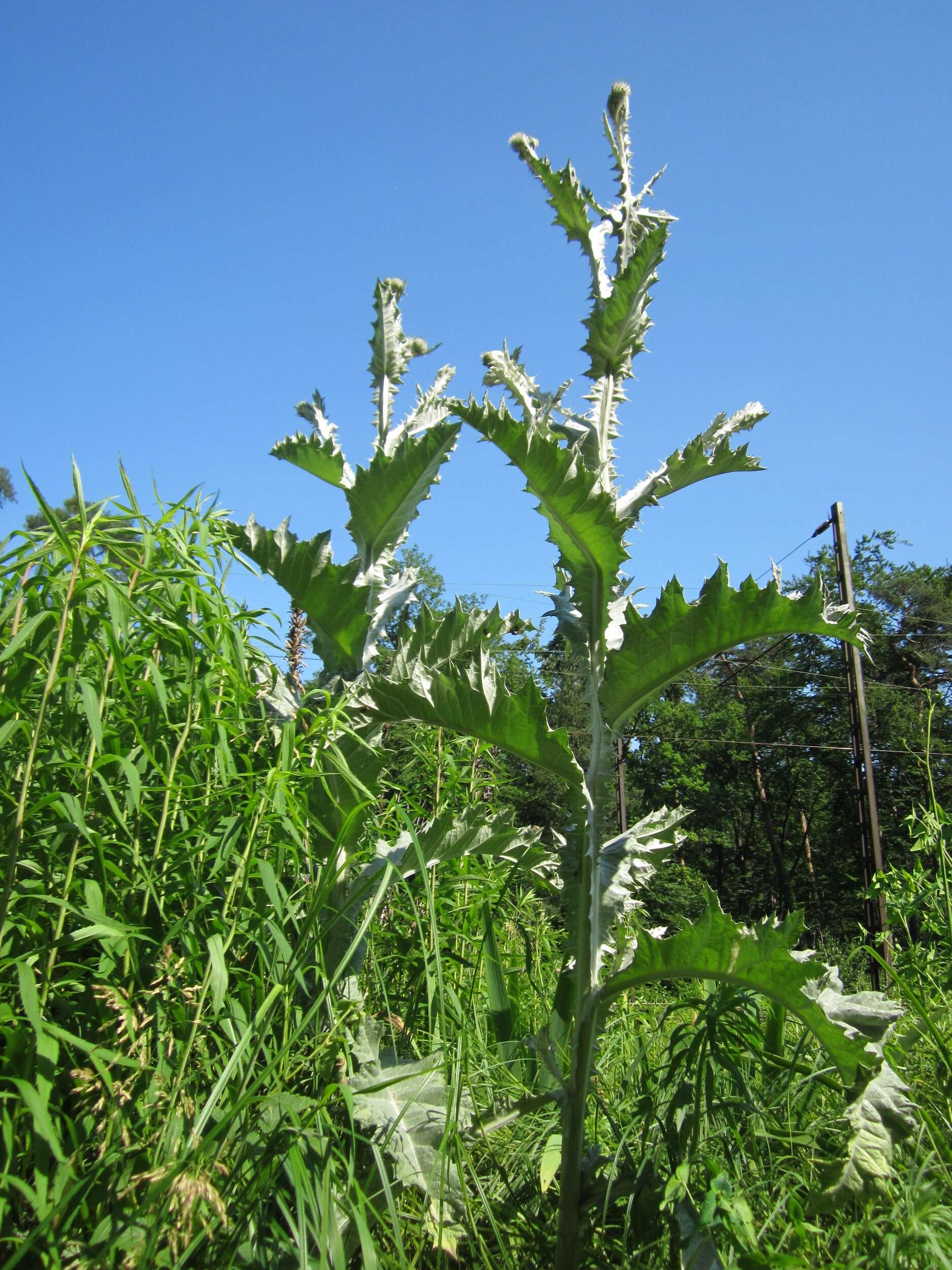 Image of Cotton Thistle