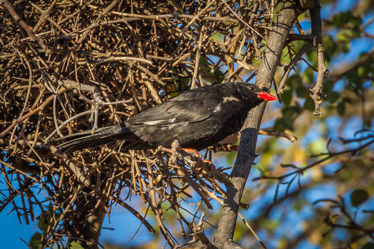 Image of Bubalornis niger niger Smith & A 1836