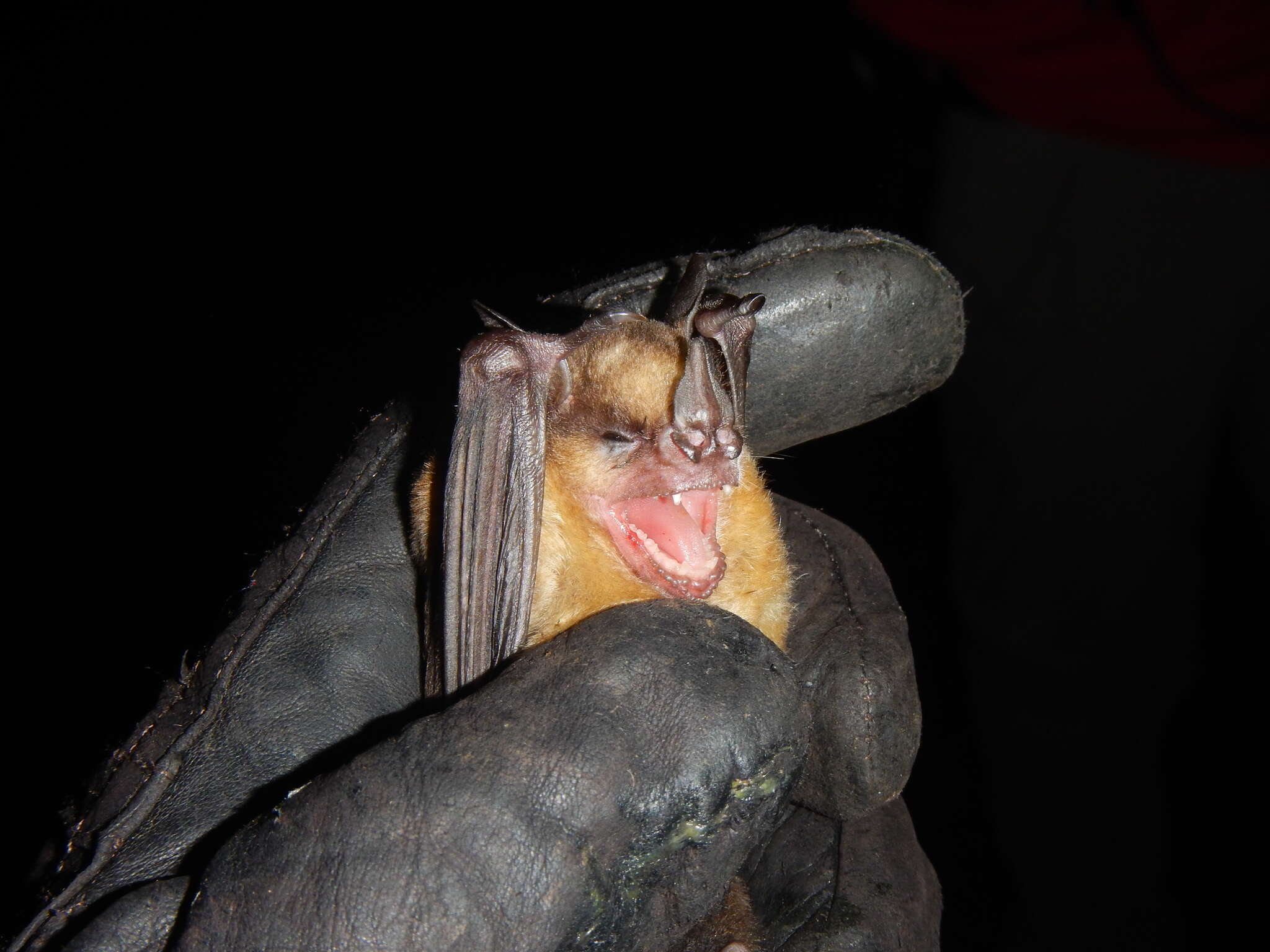 Image of Tilda's Yellow-shouldered Bat