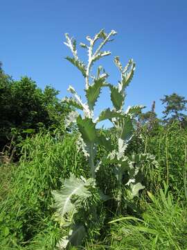 Image of Cotton Thistle