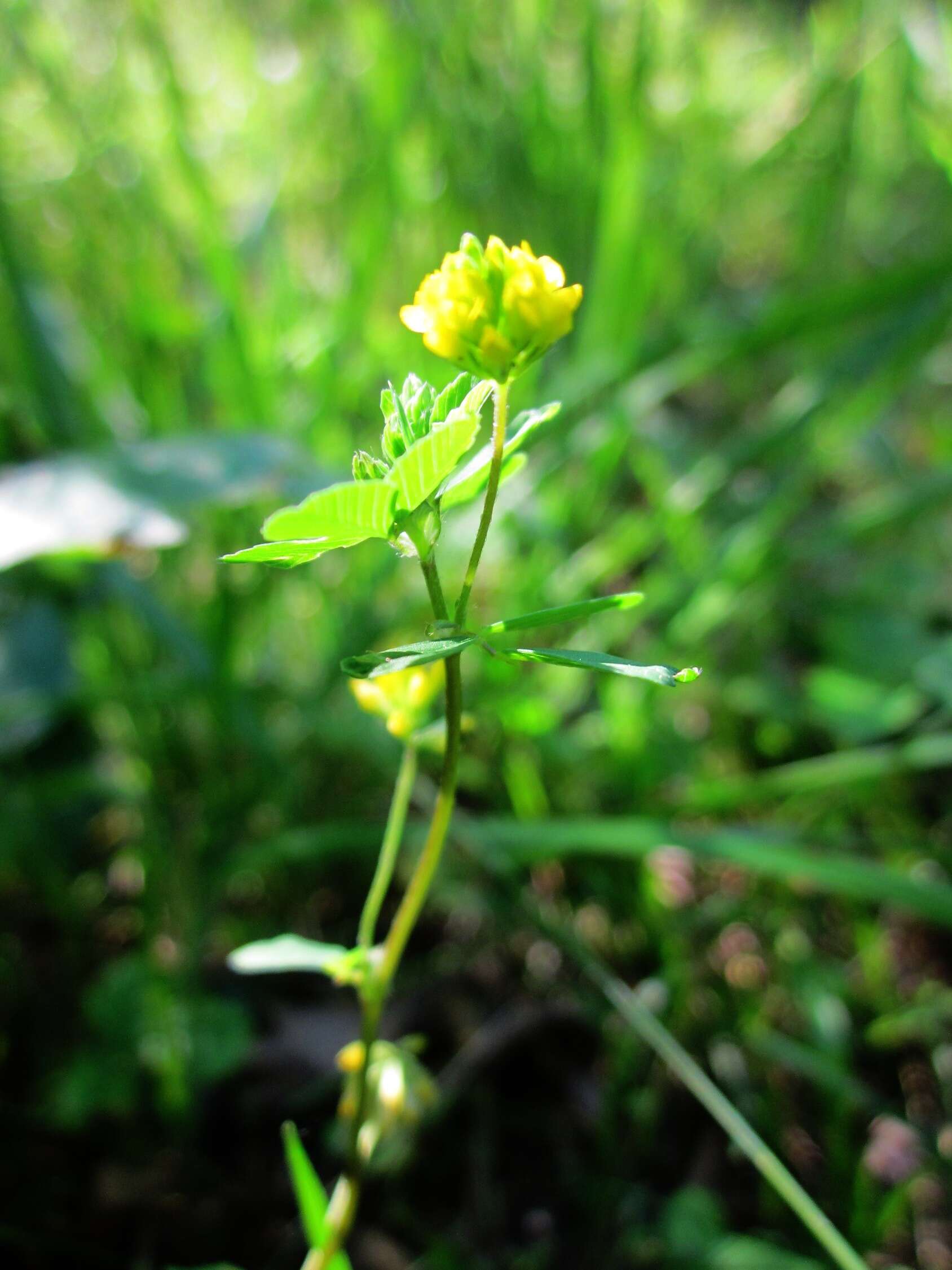 Image of Lesser Hop Trefoil