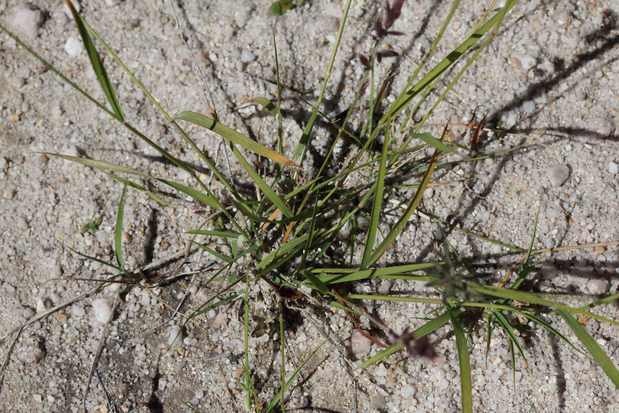 Image of Brown's lovegrass