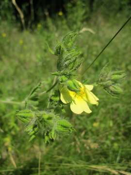 Image of sulphur cinquefoil