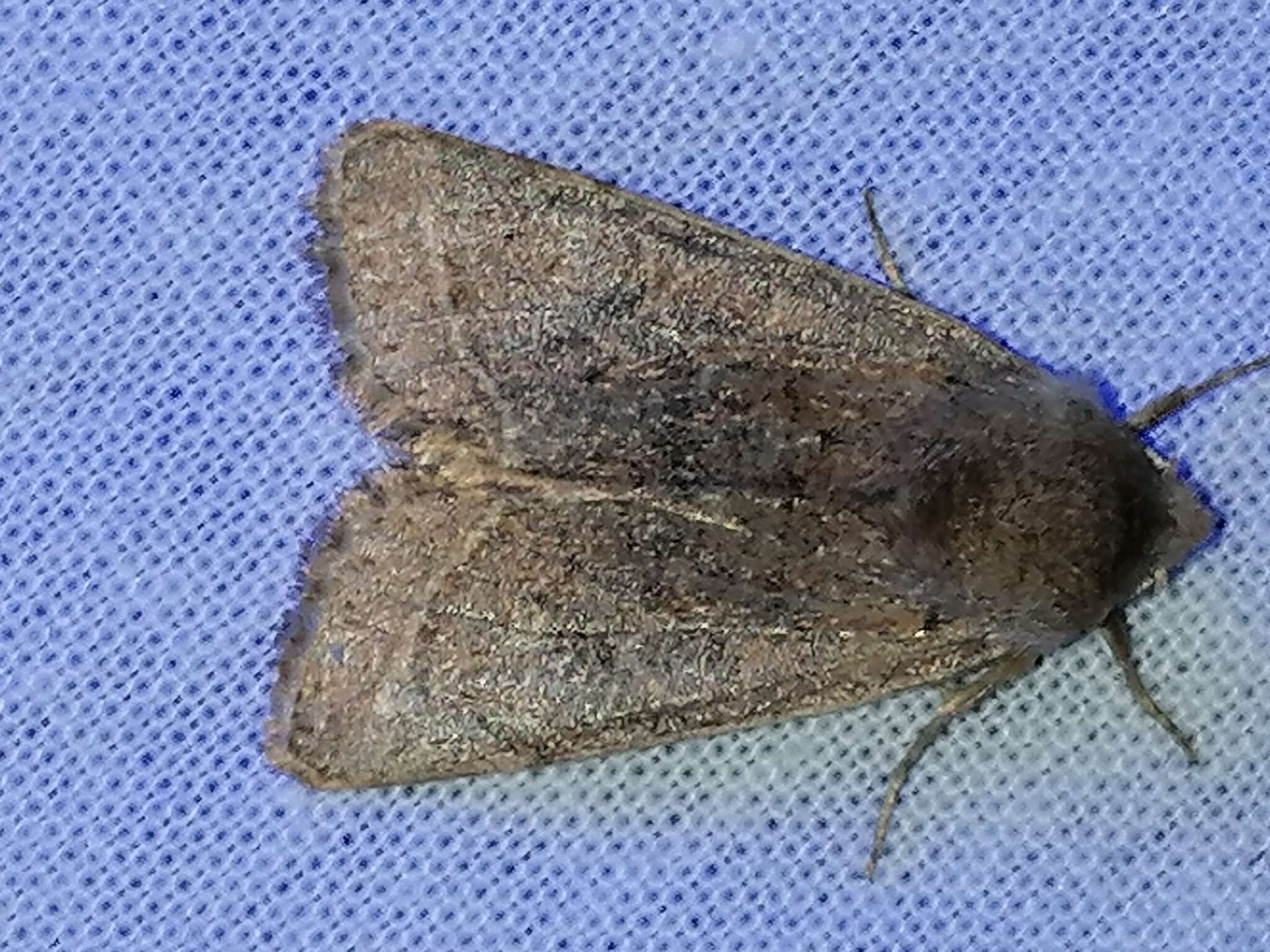 Orthosia populeti Fabricius 1781 resmi