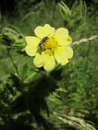 Image of sulphur cinquefoil