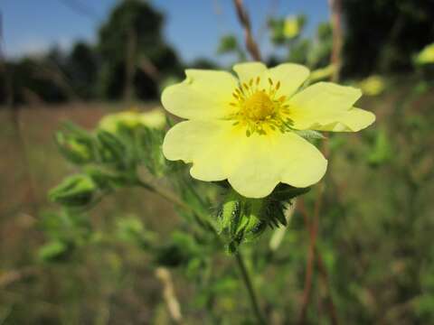 Image of sulphur cinquefoil