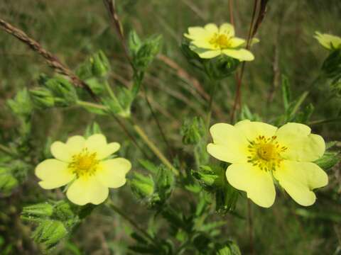 Image of sulphur cinquefoil