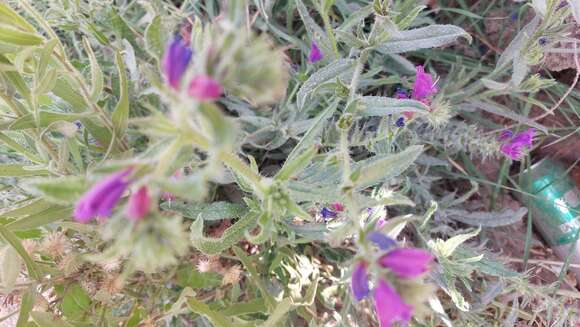 Image of Cretan viper's bugloss