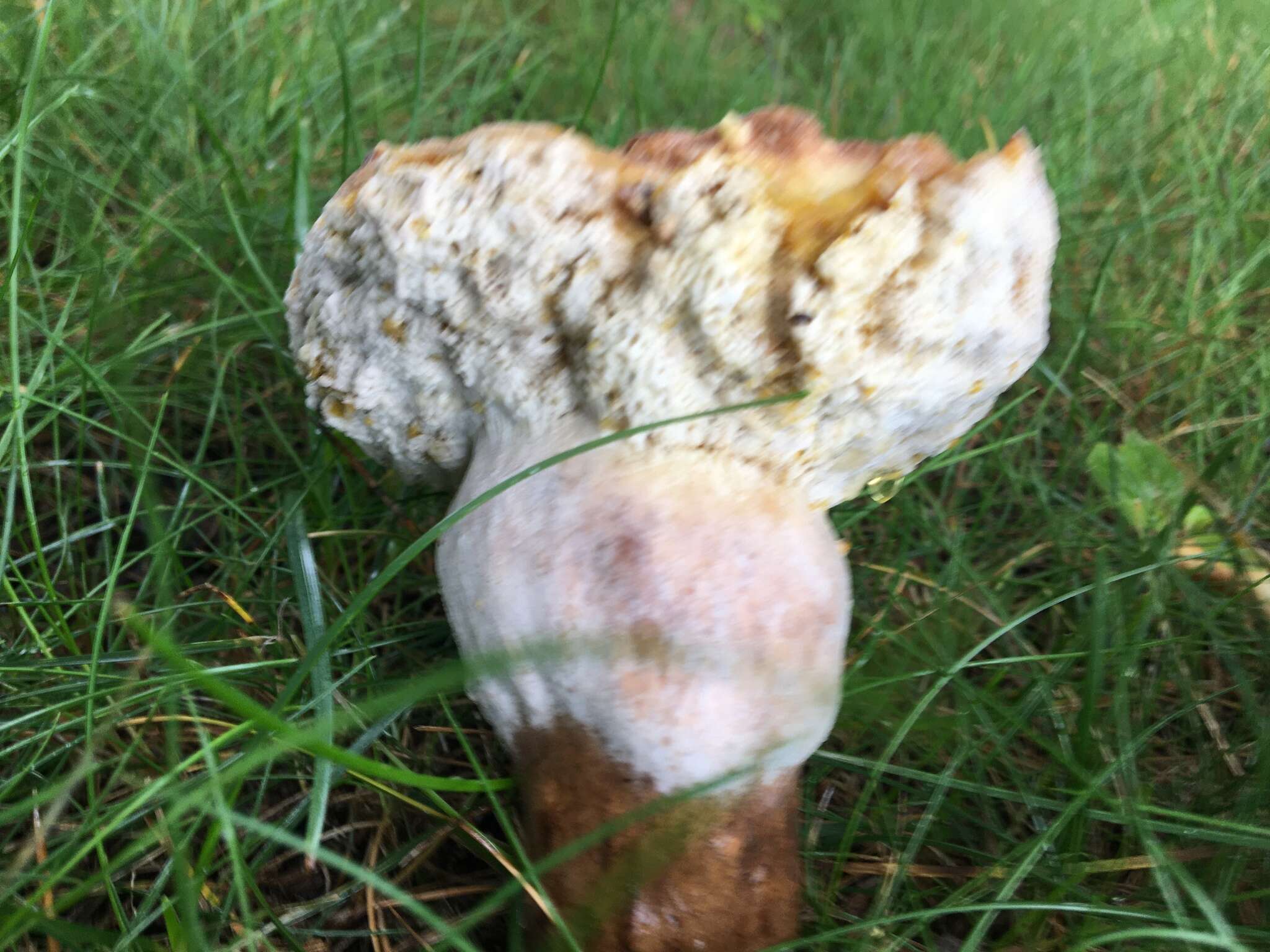 Sivun Tylopilus ferrugineus (Frost) Singer 1947 kuva