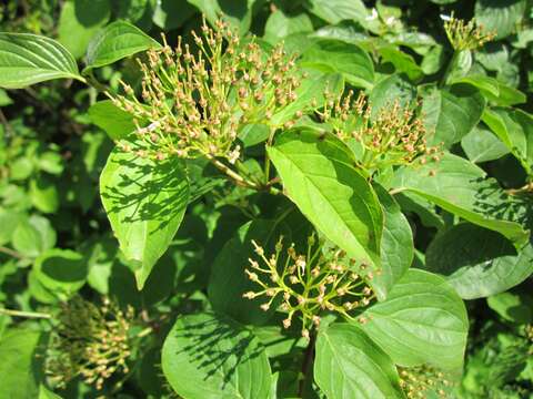 Image of bloodtwig dogwood